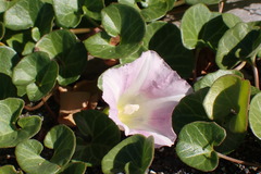 Calystegia soldanella