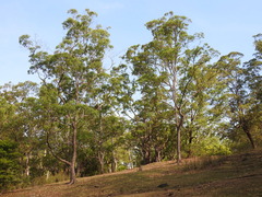 Eucalyptus urophylla