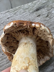 Agaricineae