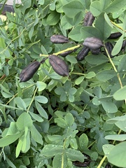 Baptisia