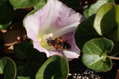 Helophilus lapponicus