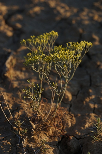 clay hill buckwheat (Eriogonum viridulum)