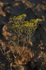 Eriogonum viridulum