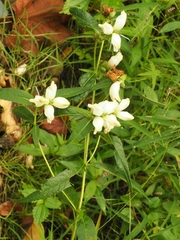 Chelone glabra
