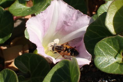 Helophilus lapponicus