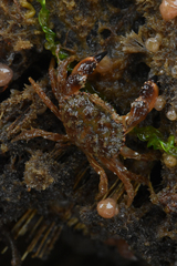 Glebocarcinus oregonensis