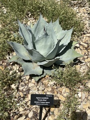 Agave ovatifolia