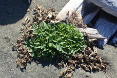 Glehnia littoralis
