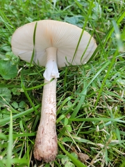 Amanita rubescens