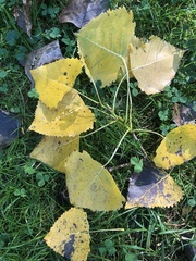 Populus deltoides