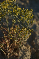 Eriogonum viridulum