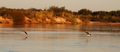 Rynchops flavirostris