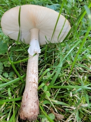 Amanita rubescens