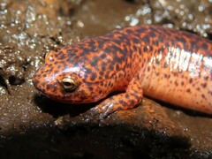 Pseudotriton ruber ruber