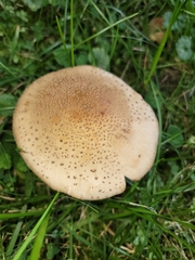 Amanita rubescens