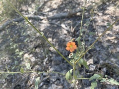 Sphaeralcea fendleri