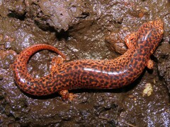 Pseudotriton ruber ruber