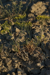 Eriogonum viridulum
