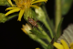 Phytocoris
