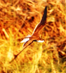 Rynchops flavirostris