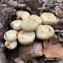 Hygrophorus chrysodon