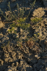 Eriogonum viridulum