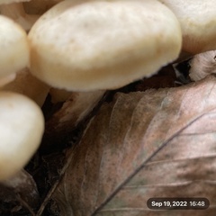 Hygrophorus chrysodon