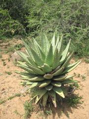 Aloe marlothii
