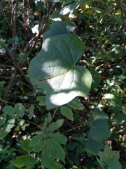 Menispermum canadense