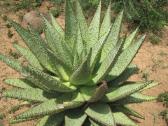 Aloe marlothii