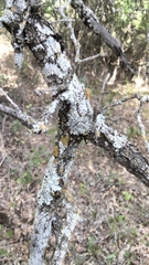 Punctelia bolliana