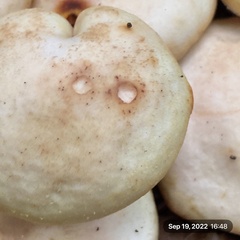 Hygrophorus chrysodon