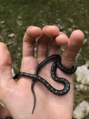 Lampropeltis nigra