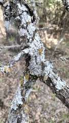 Punctelia bolliana
