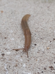 Limacoidea