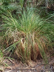 Carex secta