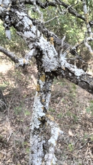 Punctelia bolliana