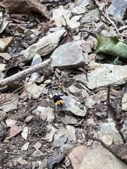 Lycomorpha pholus