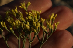 Eriogonum viridulum