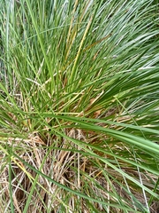 Carex secta