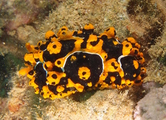 Phyllidia ocellata
