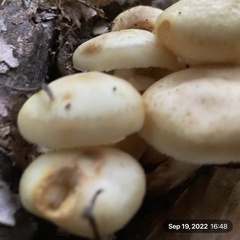 Hygrophorus chrysodon