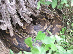 Python natalensis