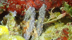 Callyspongia aculeata