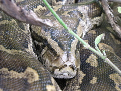 Python natalensis