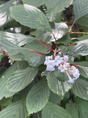 Viburnum plicatum