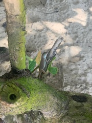 Anolis cristatellus