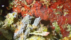 Callyspongia aculeata