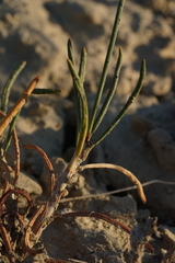 Eriogonum viridulum