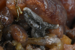 Evasterias troschelii